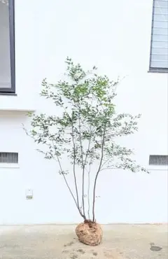 2025年最新】山採り ハイノキの人気アイテム - メルカリ