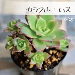 多肉植物【カラフル・ハス】ポットごと or 抜き苗 6㎝ポットのサムネイル