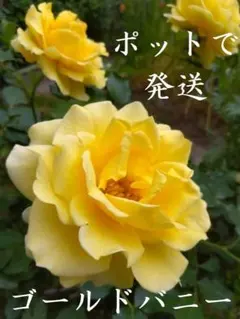 a7.5【ポットで発送】ゴールドバニー バラ 薔薇 2024年挿し木苗 木立性