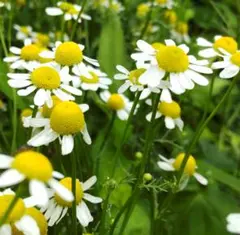 cyurippa様 リクエスト 2点 まとめ商品