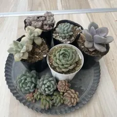 248 多肉植物 カット苗 詰め合わせ セット セダム エケベリア 寄せ植え