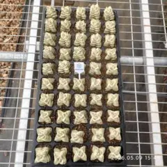 Top【選抜株】多肉植物 13223水晶 10個 鉢無し/脱土 - メルカリ