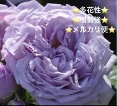 ⭐️購入前必ずコメント下さい 四季咲きバラ苗 木立性 紫 ② - メルカリ