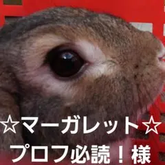 ◆◆☆マーガレット☆　プロフ必読！様専用◆◆