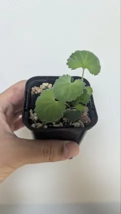 や*様 ペラルゴニウム ミラビレ パワータンク挿し 多芽株 現品のサムネイル