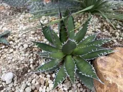 Agave horrida Double Head アガベ ホリダ2頭 鉢込み - メルカリ