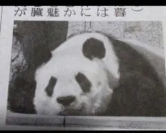 ごろごろパンダ日記 タンタン　11/11のサムネイル