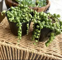 苺大福♡様 リクエスト 3点 まとめ商品