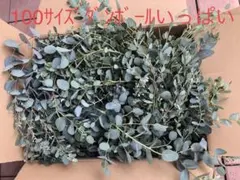 100サイズ ユーカリ フレッシュ 銀世界 たっぷり - メルカリ