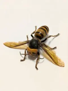 【まとめ売りのみ‼️】だんごむし　すずめばち　かまきり　多数 まとめ売りのみ‼️】だんごむしすずめばちかまきり多数