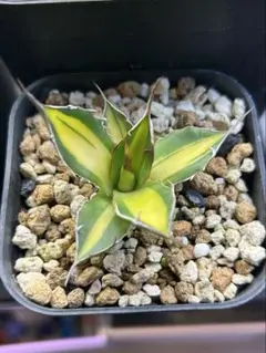 糀屋 まちゃぁ様 リクエスト 3点 まとめ商品