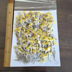 押し花花材、チチコグサ、200輪、乾燥花 黄色