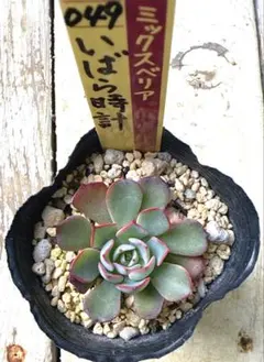 Gmama様 リクエスト 5点 まとめ商品