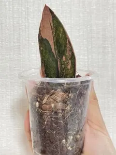 2025年最新】ザミオクルカス ピンクの人気アイテム - メルカリ