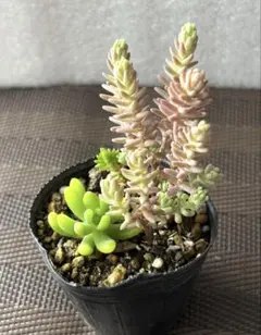 多肉植物 セダム ミルキーウェイ 抜き苗 - メルカリ