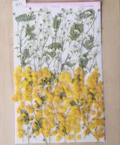 押し花ミモザとカスミソウ