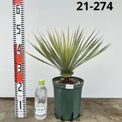 2025年最新】ユッカロストラータの人気アイテム - メルカリ