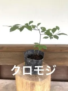天然クロモジ　苗木　350cm 000000095947-03-l.jpg?t=