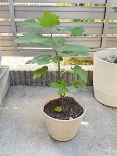 イチジク 苗 LSU Gold fig ※この画面は購入不可 Fig Food Review: LSU Gold Figs Harvested in the First Year