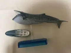 カロラータ　シロナガスクジラ