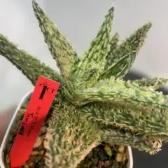 ◾️アロエ TCT ハイブリッド【親株】メルカリ便 送料込み Aloe hyb ◾️アロエ TCT カスティロニアエハイブリッド 【親株】第四種 Aloe