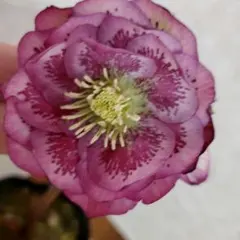 bi-yumi-peco様 リクエスト 2点 まとめ商品