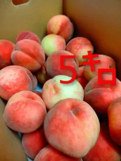 山形県産桃　あかつき5㌔のサムネイル