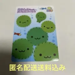 2026年最新】まりもこちゃんの人気アイテム - メルカリ