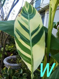 【説明文参照】カンナ シュトゥットガルト　商品例　サンプル株 説明文参照】カンナ シュトゥットガルト 商品例 サンプル株