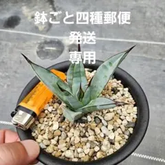 2026年最新】リトルシャーク アガベの人気アイテム - メルカリ