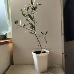 2026年最新】オリーブ剪定枝の人気アイテム - メルカリ