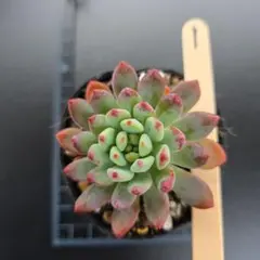 SORA♡今は購入専門です❤︎様 リクエスト 2点 まとめ商品