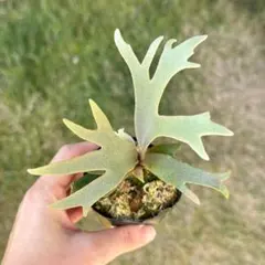 2025年最新】JeNny tcの人気アイテム - メルカリ