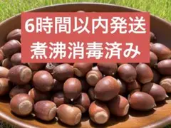【6時間以内発送】クヌギどんぐり 100個