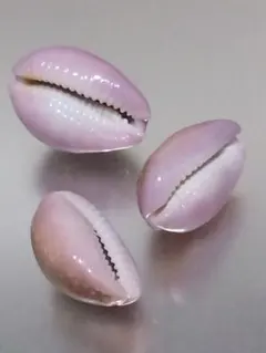 貝殻 アヤメダカラ タカラガイ科