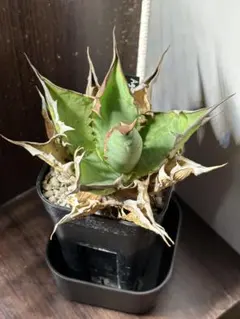 2025年最新】FO-076の人気アイテム - メルカリ