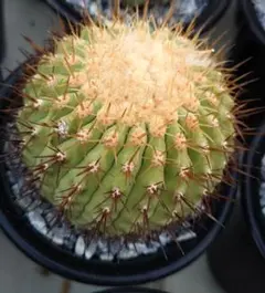 ファイヤー様 リクエスト 6点 まとめ商品