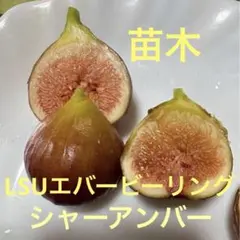 いちじく黒みつNo03 2年生苗 - メルカリ