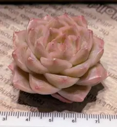 ヒューミリス　多肉植物　エケベリア　カット苗