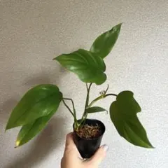 2026年最新】レアフィロデンドロンの人気アイテム - メルカリ