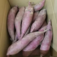 サツマイモ 茨城県産 ふくむらさき箱含む 10キロ