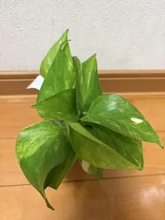 포토스테로빈