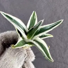 2026年最新】アガベ氷山の人気アイテム - メルカリ