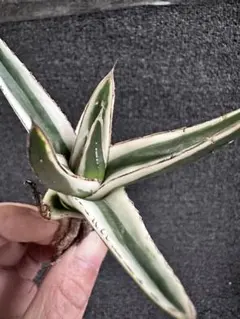 P*W様 2192アガベ チタノタ 丸叶氷山 子株 10株セット 2025アガベ チタノタ 丸叶氷山 極上中小株 子株 10株セット 2025