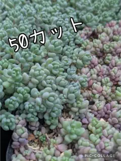 多肉植物 マッコス カット苗 10本 - メルカリ