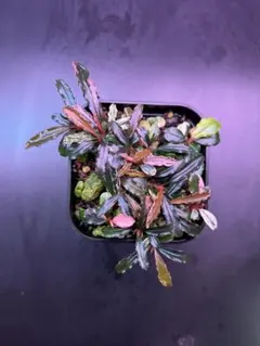 Bucephalandra sp. Variegata Hn:福袋 CAKUMI - メルカリ