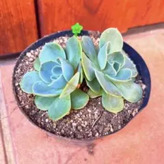 ④多肉植物 七福神 群生株 抜き苗 現品 - メルカリ