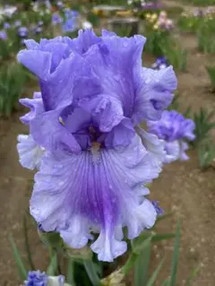 えーさん様 リクエスト 2点 まとめ商品