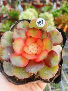 も*ち様 287 ライチ 多肉植物 アエオニウム 抜き苗