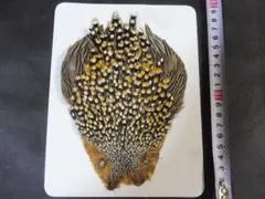☆超希少☆状態良！カケスの翼・尾羽剥製 野鳥 羽根 鳥の羽根 天然野外